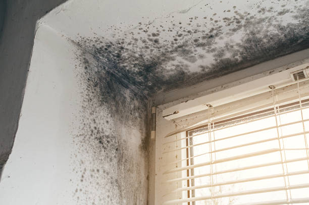 Affordable Attic Mold Remediation solutions in Lykens, PA
